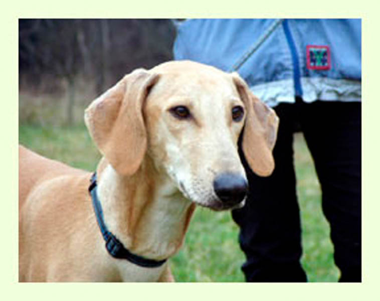 Vrh A — fotografie