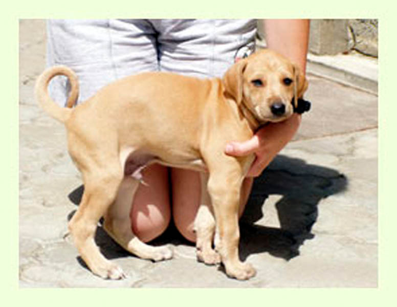 Vrh A — fotografie