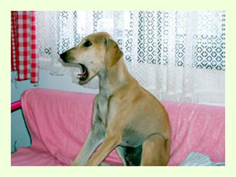 Vrh A — fotografie