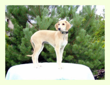 Vrh A — fotografie