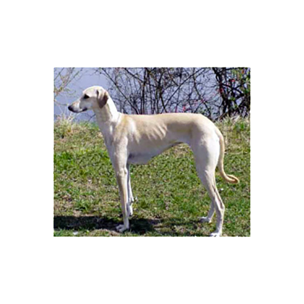 Vrh A — fotografie