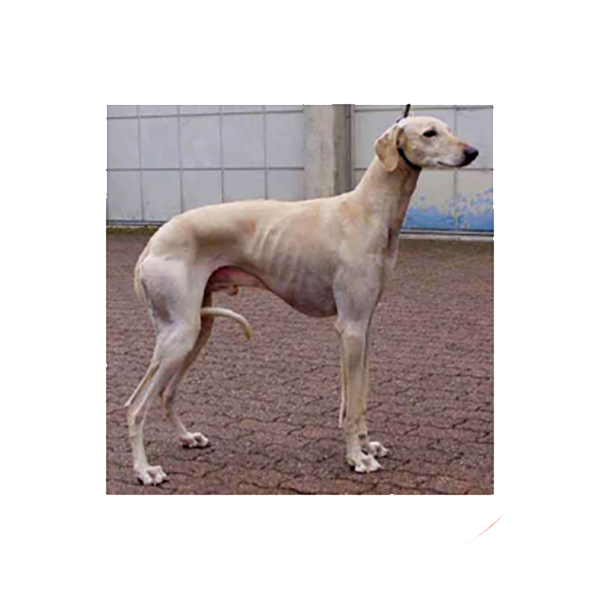 Vrh A — fotografie