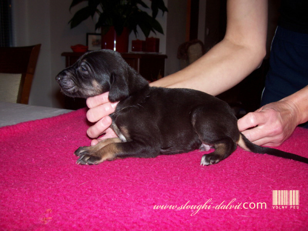 Vrh B — fotografie