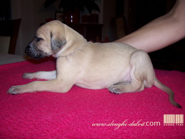 Vrh B — fotografie