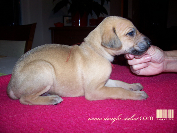 Vrh B — fotografie