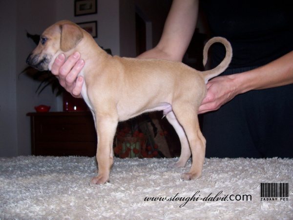 Vrh B — fotografie