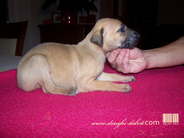 Vrh B — fotografie