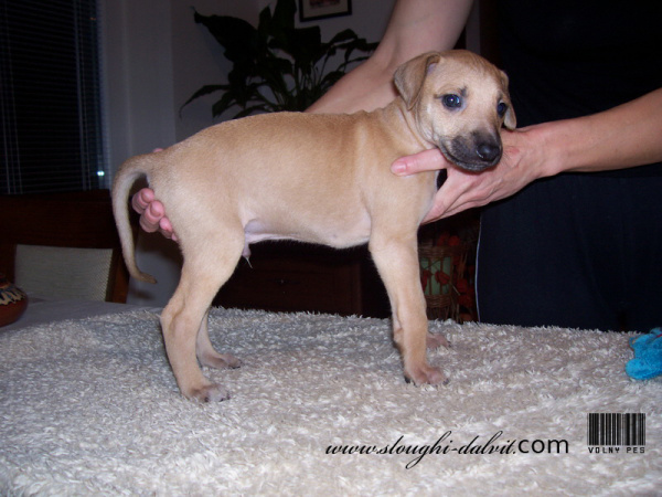 Vrh B — fotografie