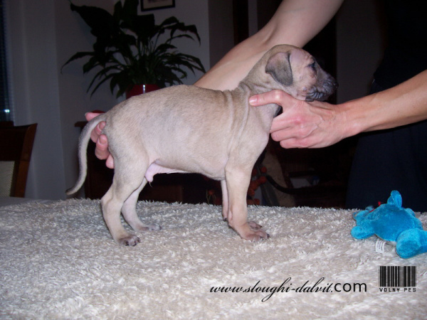 Vrh B — fotografie