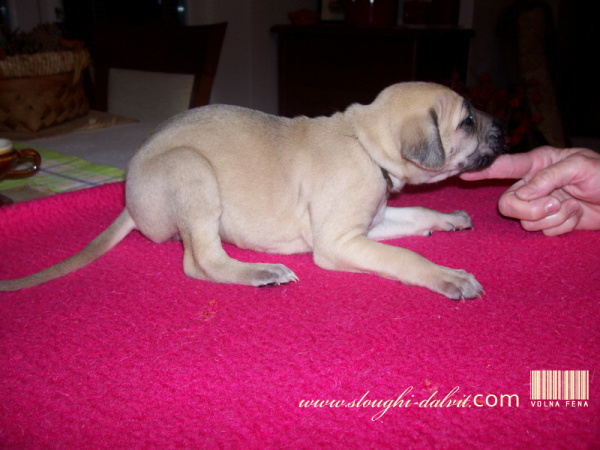 Vrh B — fotografie