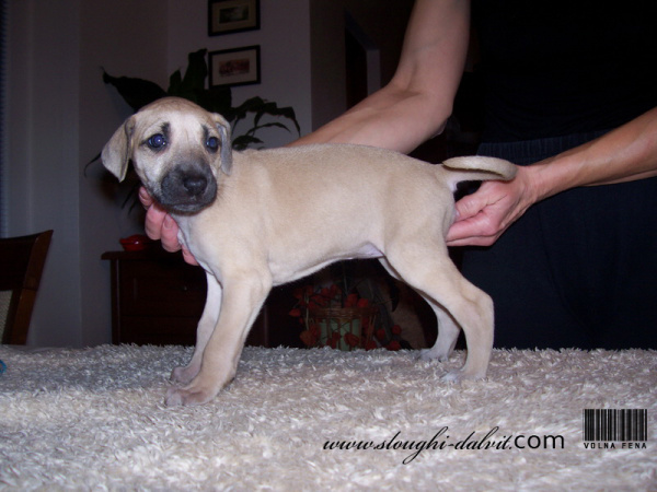 Vrh B — fotografie