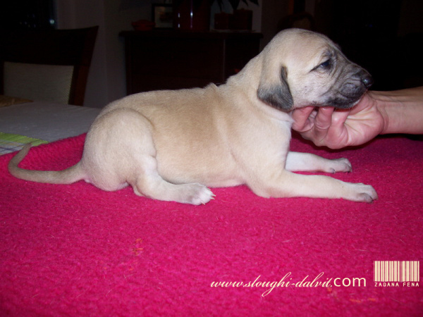 Vrh B — fotografie