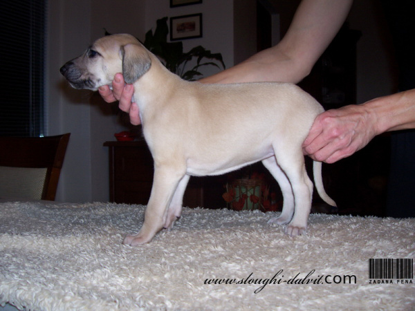 Vrh B — fotografie