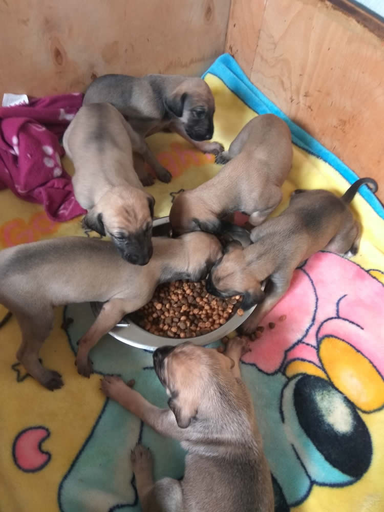 Vrh C — fotografie