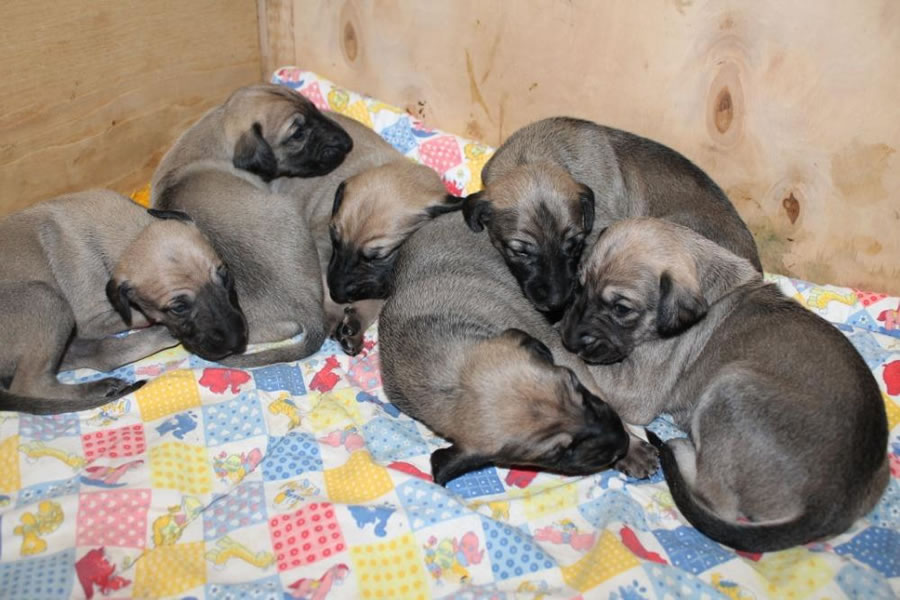 Vrh C — fotografie