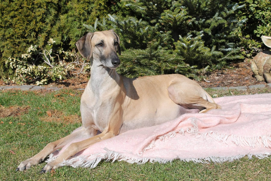 Vrh C — fotografie