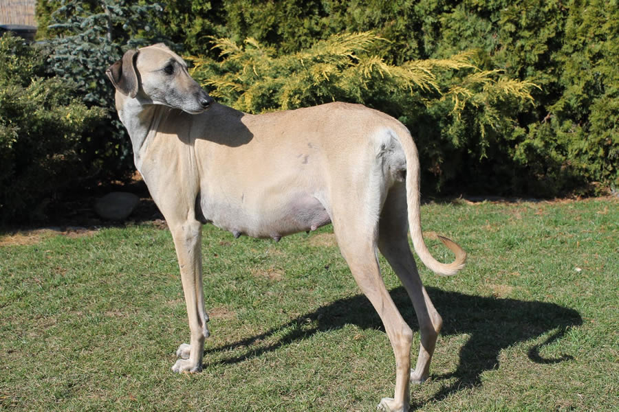 Vrh C — fotografie