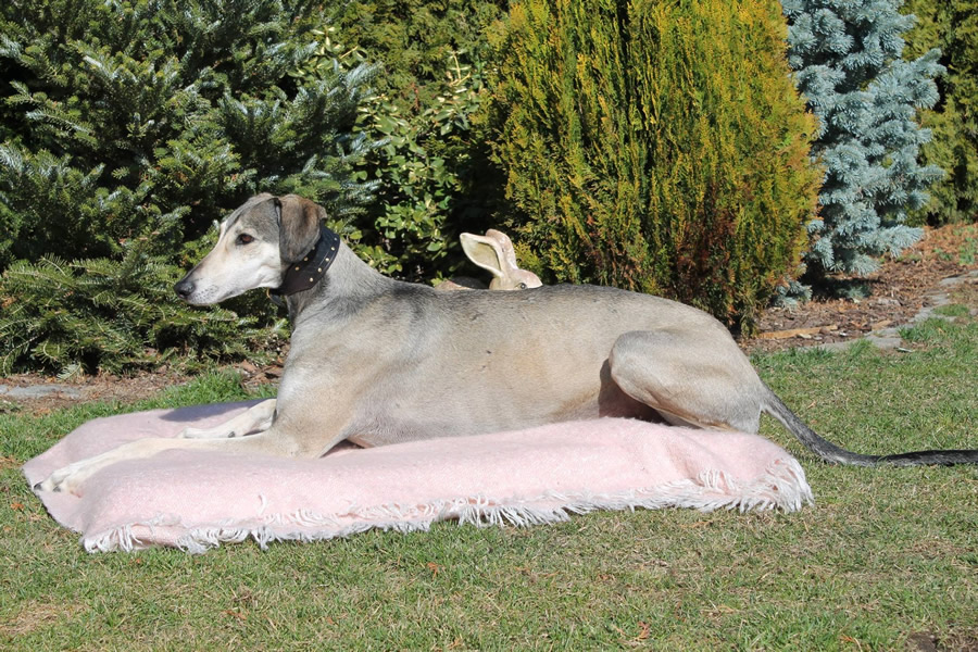 Vrh C — fotografie