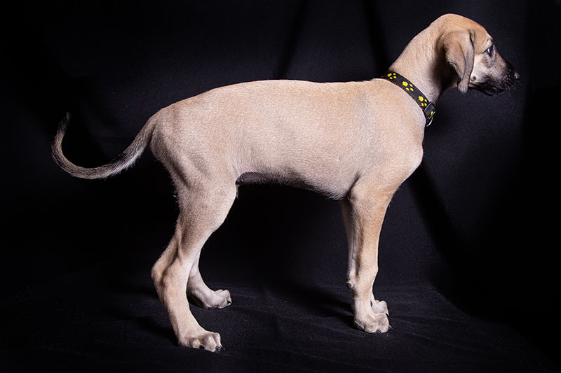 Vrh C — fotografie