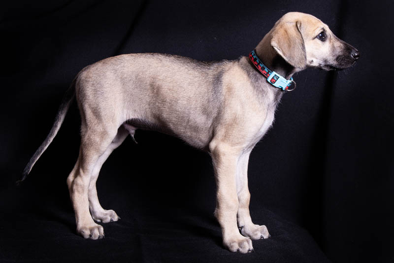 Vrh C — fotografie