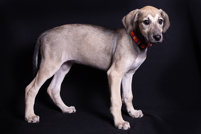 Vrh C — fotografie