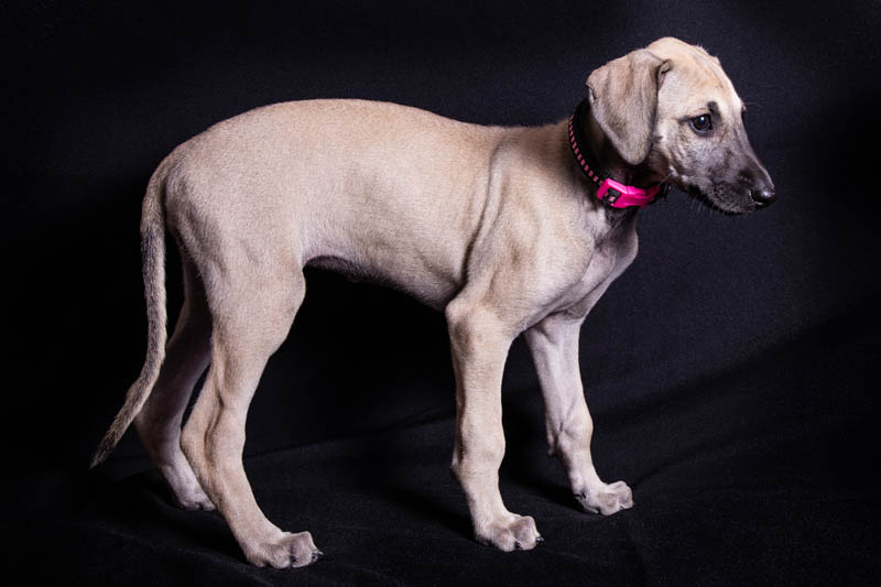 Vrh C — fotografie