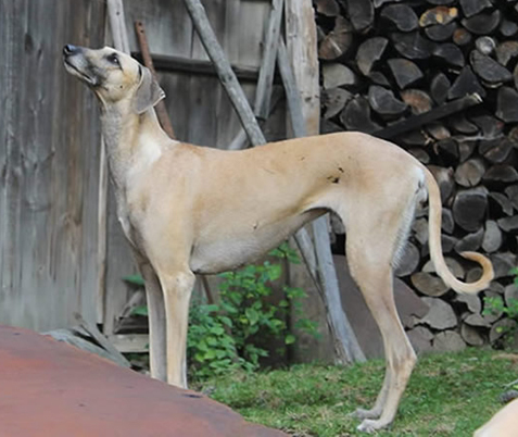 Vrh C — fotografie