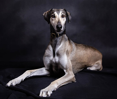 Vrh C — fotografie